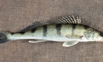 как выглядит судак