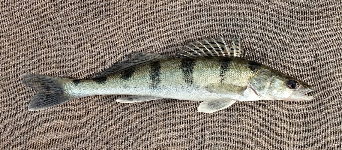 как выглядит судак