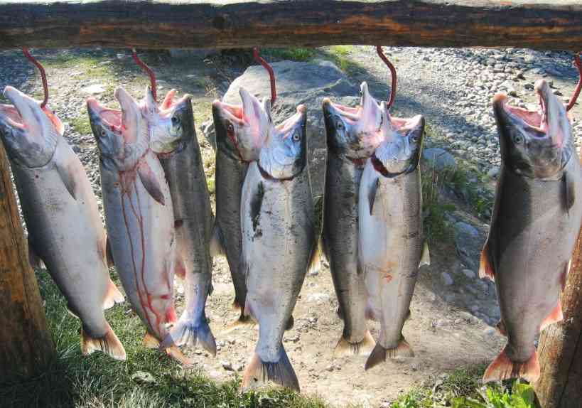 как выглядит горбуша