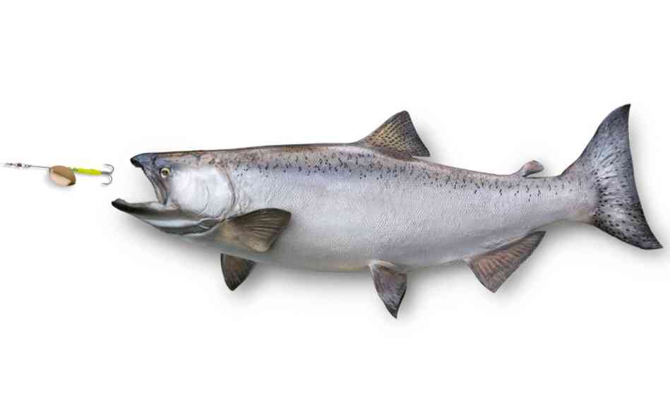 рыба горбуша