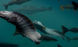 что известно о зубатке