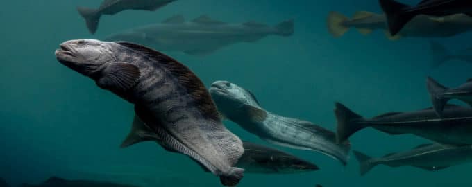 что известно о зубатке