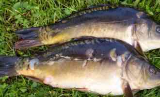 зеркальный карп