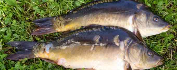 зеркальный карп