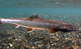 голец в естественной среде