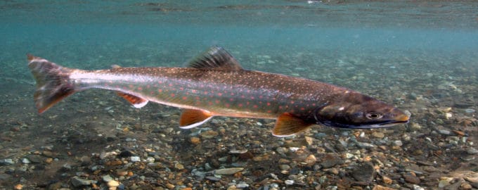 голец в естественной среде