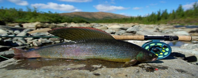 хариус на камнях