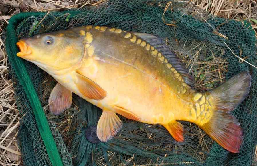 карп с крупной чешуей 