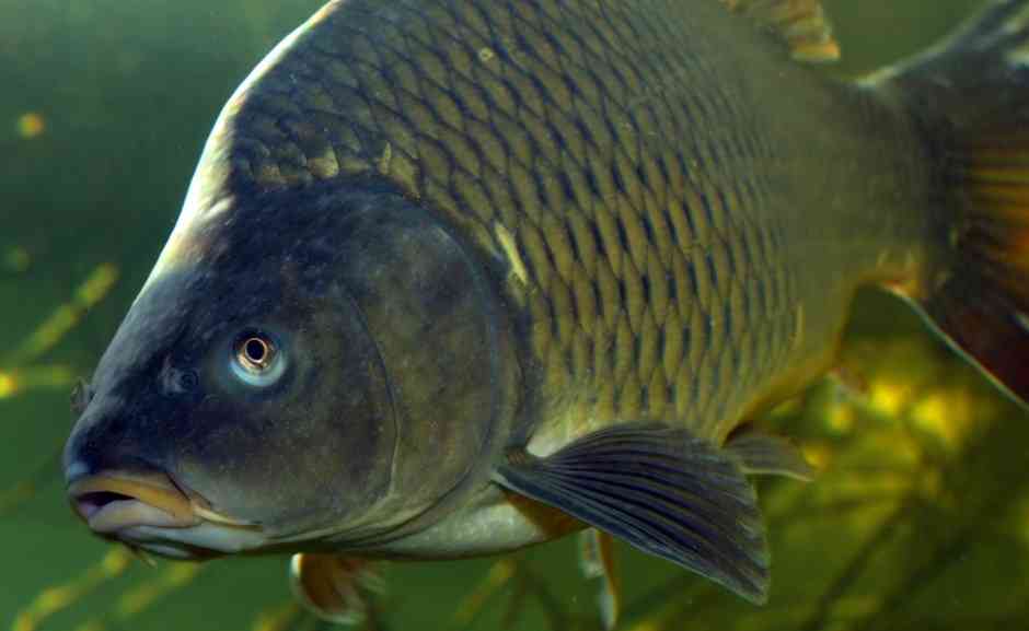 большой карп 