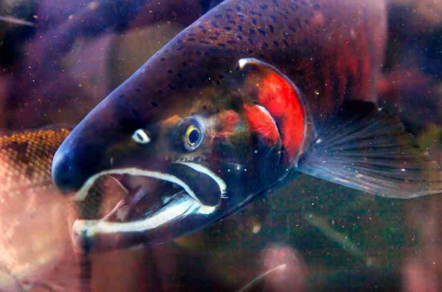 как выглядит кета