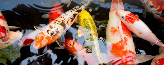 множество рыб кои