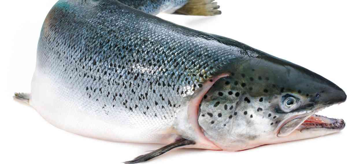 как выглядит нерка