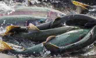 нерест лососевых