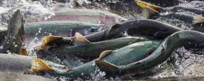 нерест лососевых