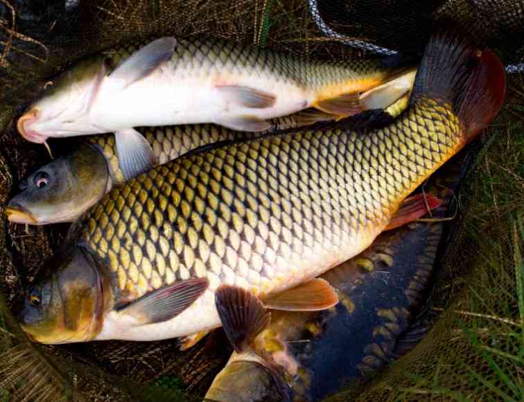 большой карп 