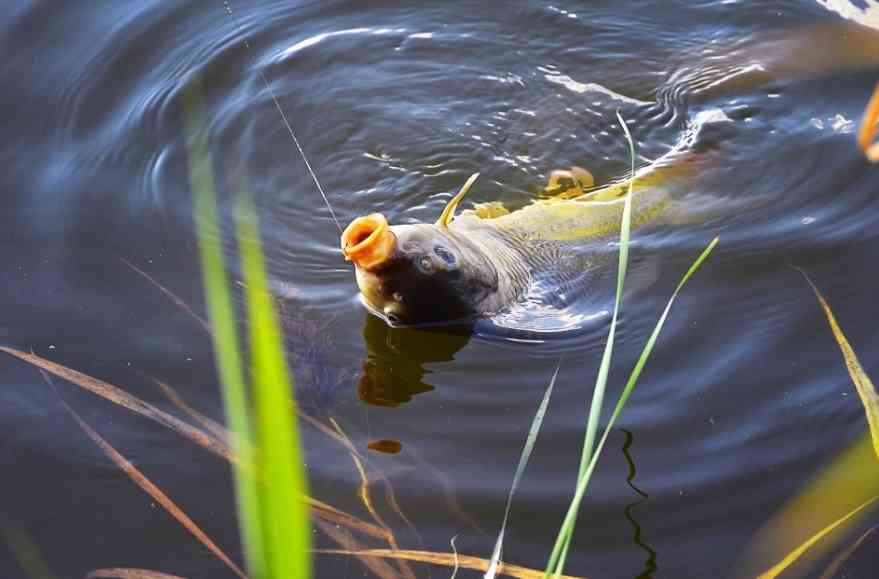 карп в воде 