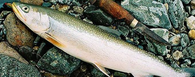 молодая рыба голец