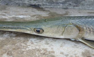 как выглядит щука-алигатор