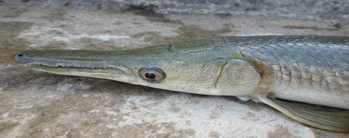 как выглядит щука-алигатор