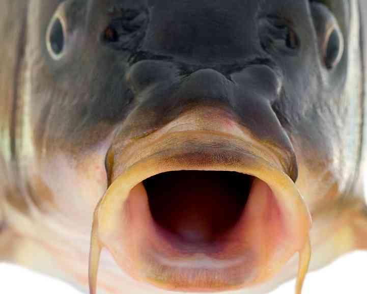 карп с усами 