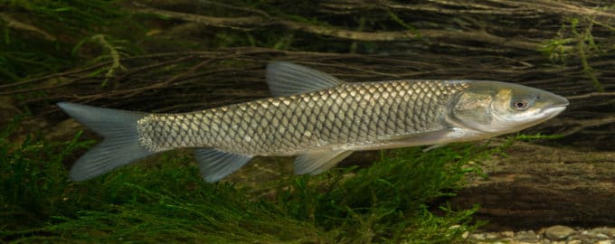 особенности строения белого амура