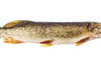 внешний вид щуки