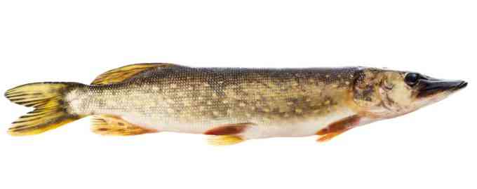 внешний вид щуки