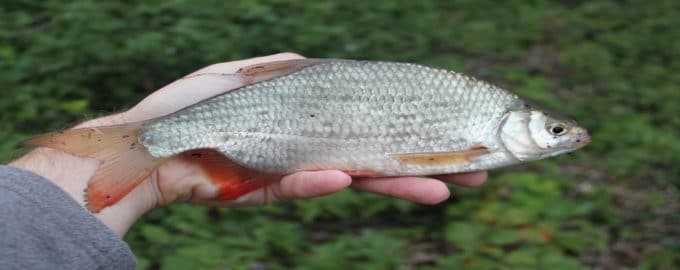 как выглядит густера