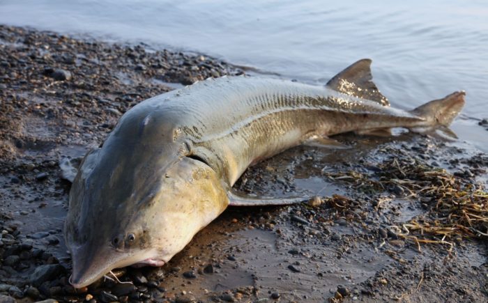 рыба калуга