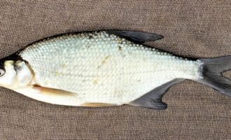 крупный лещ пойманный на удочку