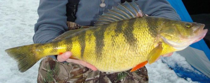 харакатерный окрас и строение окуня