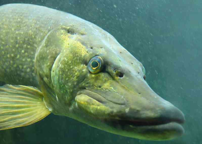 как выглядит щука