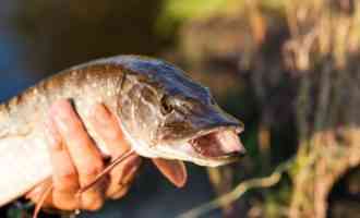 щука в руках