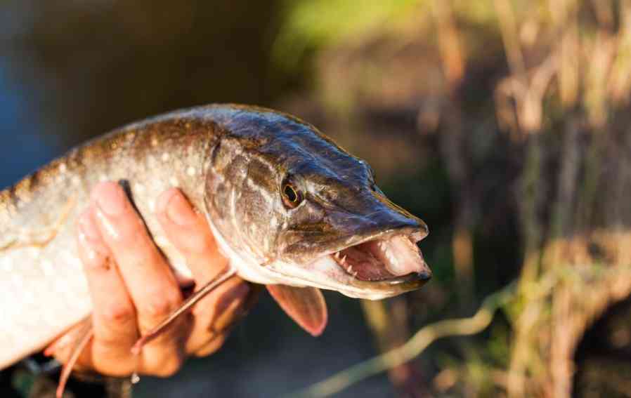 щука в руках