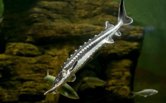 внешний вид севрюги 