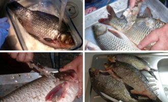 подготовка леща к приготовлению