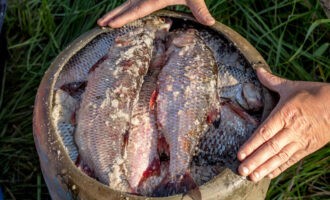 заготовка для закуски