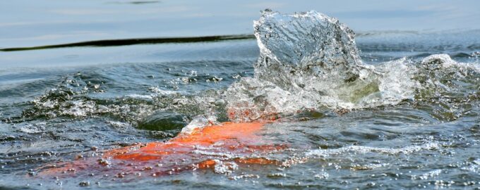 большая рыба плещится