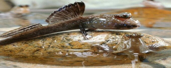 как выглядит ползучая рыба