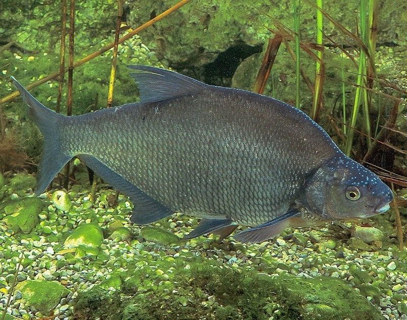 крупный черный лещ