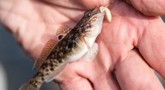 как выглядит каспийский бычок