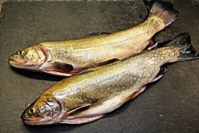 голец не имеет чешуи