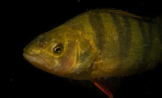 крупный карась