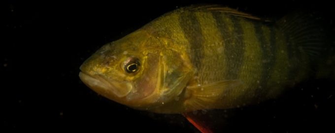 крупный карась