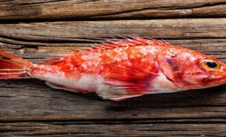 свежий морской окунь пойманный на крючок