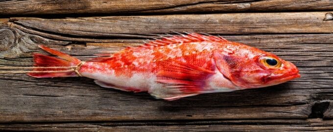 свежий морской окунь пойманный на крючок