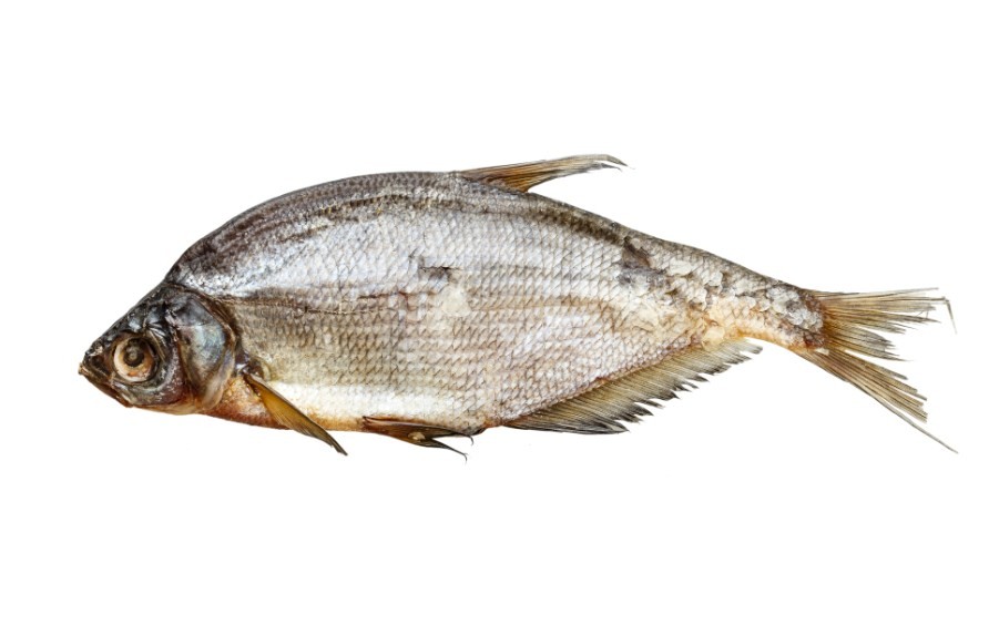 рыба плотва