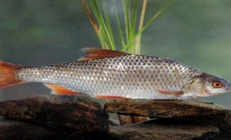 как выглядит плотва