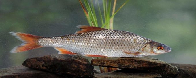 как выглядит плотва