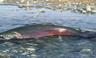 лососевая рыба в воде